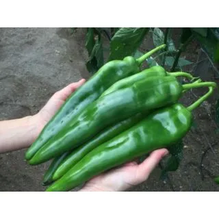 Compra PIMIENTO UDINE F1 (1000 Semillas). en la tienda online Fito Agrícola