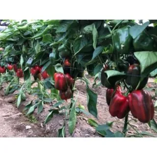 Compra ARDEI VALERON F1 ECOLOGIC (1.000 SEMINTE). en la tienda online Fito Agrícola