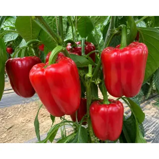 Compra ARDEI VASQUEL F1 (1.000 semințe). en la tienda online Fito Agrícola