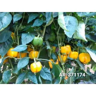 Compra PIMIENTO YELMO F-1 (1.000 Semillas). en la tienda online Fito Agrícola