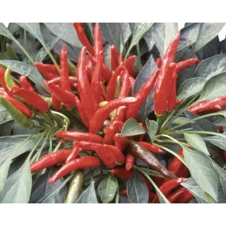 Compra ARDEI YUCATAN F1 (500 semințe) en la tienda online Fito Agrícola