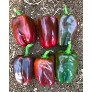 Compra ARDEI HP 107 F1 (1.000 Semințe). en la tienda online Fito Agrícola
