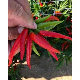 Compra ARDEI MAYA F1 (500 semințe) en la tienda online Fito Agrícola