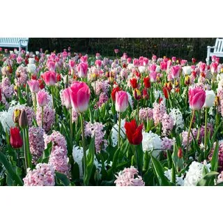 Compra PINK REVELATION (100 Unid.). en la tienda online Fito Agrícola