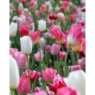 Compra PINKS AND A TOUCH OF WHITE (100 Unid.). en la tienda online Fito Agrícola