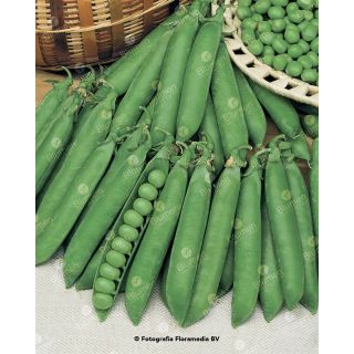 Compra GUISANTE PROGRESS N.9 Sel. Serio (5 Kgr.) en la tienda online Fito Agrícola