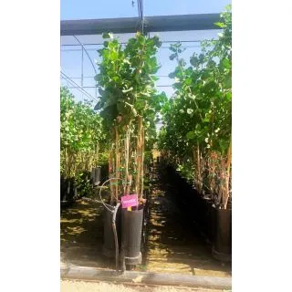 Compra PISTACHO SIRORA en la tienda online Fito Agrícola