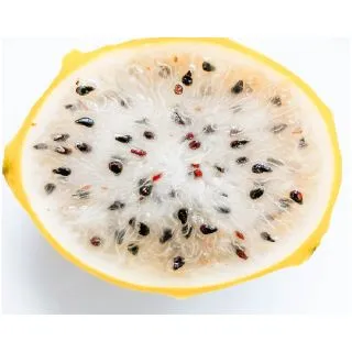 Compra PITAHAYA GOLDEN YELLOW en la tienda online Fito Agrícola