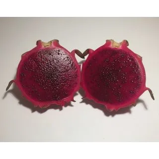Compra PITAHAYA PURPUSII en la tienda online Fito Agrícola
