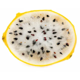 Compra PITAHAYA GOLDEN YELLOW en la tienda online Fito Agrícola