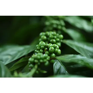 Compra CAFÉ (84 Plantas). en la tienda online Fito Agrícola