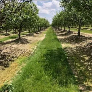 Compra POA BULBOSA RADIX 307 (25 Kgr.). en la tienda online Fito Agrícola