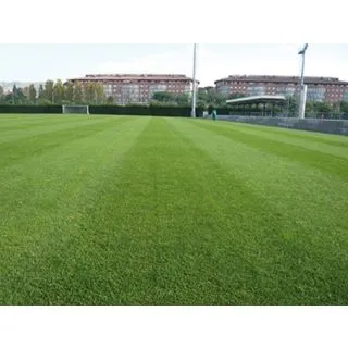 Compra POA PRATENSIS JERSEY (22,7 Kgr.). en la tienda online Fito Agrícola