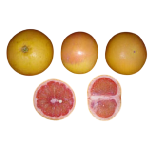 Compra POMELO STAR RUBY - 17 en la tienda online Fito Agrícola