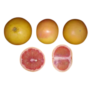 Compra POMELO STAR RUBY - 17 en la tienda online Fito Agrícola