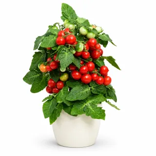 Compra TOMATE FA F1|Ponchi (1.000 Semillas). en la tienda online Fito Agrícola