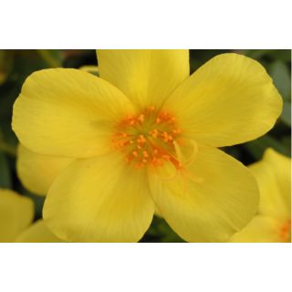 Compra PORTULACA AMARILLA UMBRATICOLA (126 Plantas). en la tienda online Fito Agrícola