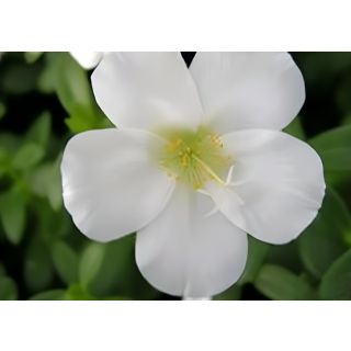 Compra PORTULACA BLANCA UMBRATICOLA (125 Plantas). en la tienda online Fito Agrícola