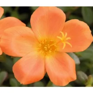 Compra PORTULACA NARANJA UMBRATICOLA (125 Plantas). en la tienda online Fito Agrícola