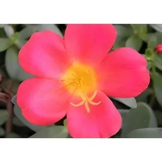 Compra PORTULACA ROJA UMBRATÍCOLA (125 Plantas). en la tienda online Fito Agrícola