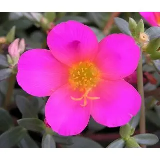 Compra PORTULACA PÚRPURA UMBRATICOLA (126 Plantas) en la tienda online Fito Agrícola