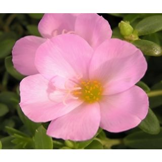 Compra PORTULACA ROSA UMBRATICOLA (125 Plantas). en la tienda online Fito Agrícola