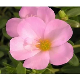 Compra PORTULACA ROSA UMBRATICOLA (125 Plantas). en la tienda online Fito Agrícola