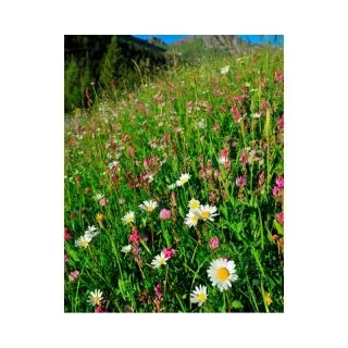 Compra ATLANTICA DE FLORES SILVESTRES (500 gr.). en la tienda online Fito Agrícola