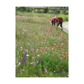 Compra MEDITERRANEA MIXTA (5 Kgr.). en la tienda online Fito Agrícola