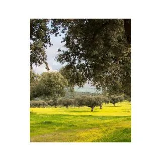 Compra PRADERA ZONA DEHESA (500 gr.) en la tienda online Fito Agrícola