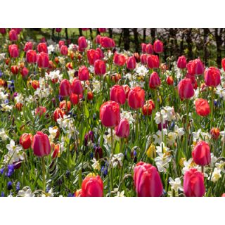 Compra PRESTIGE (100 Unid.). en la tienda online Fito Agrícola