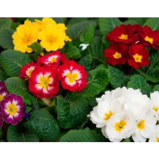 Compra PRIMULA ACAULIS DANESSA MIX (240 Plantas). en la tienda online Fito Agrícola