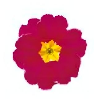 Compra PRIMULA ACAULIS LIDER CHERRY WITH EDGE (240 Plantas). en la tienda online Fito Agrícola