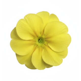 Compra PRIMULA ACAULIS LIDER LEMON YELLOW (240 Plantas). en la tienda online Fito Agrícola