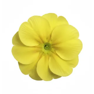Compra PRIMULA ACAULIS LIDER LEMON YELLOW (240 Plantas). en la tienda online Fito Agrícola