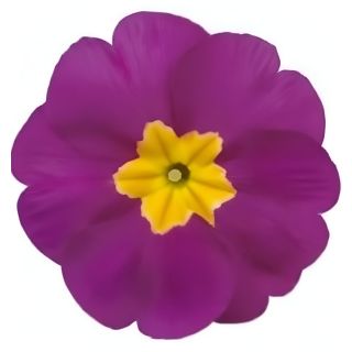Compra PRIMULA ACAULIS LIDER LIGHT VIOLET (240 Plantas). en la tienda online Fito Agrícola
