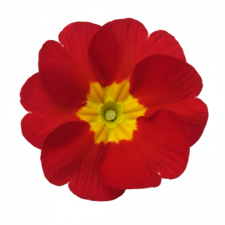 Compra PRIMULA ACAULIS LIDER RED (240 Plantas). en la tienda online Fito Agrícola