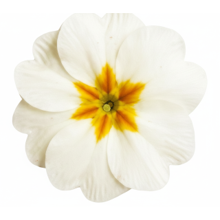 Compra PRIMULA ACAULIS LIDER WHITE (240 Plantas). en la tienda online Fito Agrícola