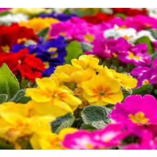 Compra PRIMULA ACCORD S1 MIX (1000 Semillas). en la tienda online Fito Agrícola