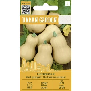 Compra CALABAZA BUTTERBUSH F1 Mata Compacta (10 Semillas). en la tienda online Fito Agrícola
