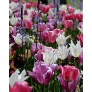 Compra PURE AND PASTEL (100 Unid.). en la tienda online Fito Agrícola