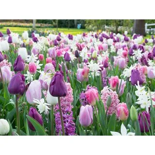 Compra PURPLISH (100 Unid.). en la tienda online Fito Agrícola