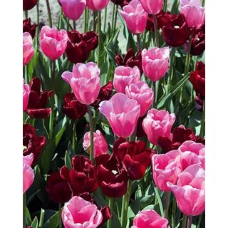 Compra QUEENS (100 Unid.). en la tienda online Fito Agrícola