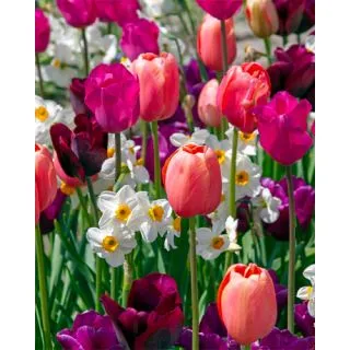 Compra QUIET CONTRASTS (100 Unid.). en la tienda online Fito Agrícola