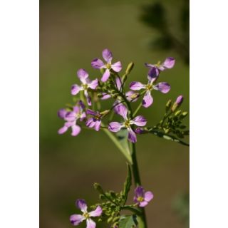 Compra RÁBANO CONCORDE (25 Kgr.). en la tienda online Fito Agrícola