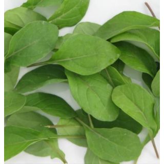 Compra RÚCULA COMÚN BABY LEAF ECOLÓGICA (100 gr.). en la tienda online Fito Agrícola