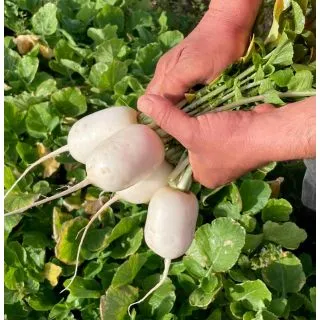 Compra RABANITO LENON F1 (5.000 Semillas). en la tienda online Fito Agrícola