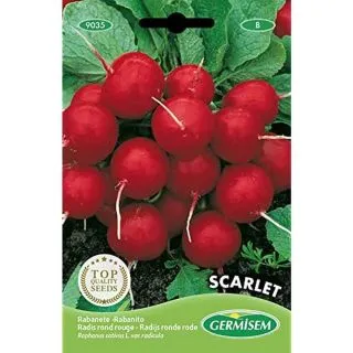 Compra RABANITO SCARLET GLOBE (500 gr.). en la tienda online Fito Agrícola