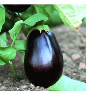 Compra BERENJENA RAMONA F1 (1000 Semillas) en la tienda online Fito Agrícola