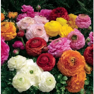 Compra RANÚNCULOS MAGIC MIX Pildorados (1.000 Semillas) en la tienda online Fito Agrícola